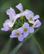 cardamine des pres